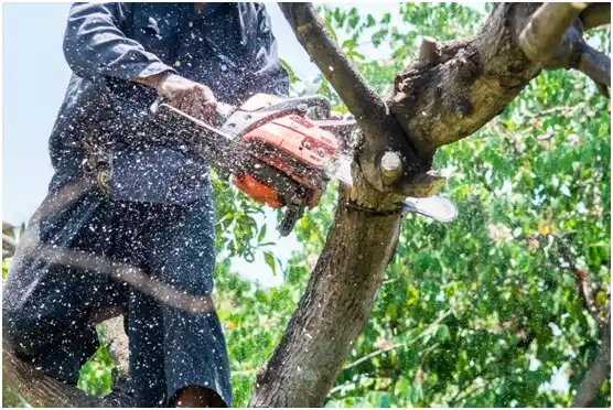 tree services Palmas del Mar